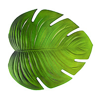 /photos/produits/grande-feuille-tropicale-monstera-verte.jpg